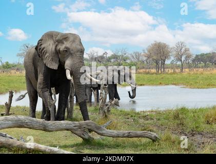 Éléphants d'Afrique Botswana. Éléphant d'Afrique, Loxodonta africana dans le delta d'Okavango, Afrique. Paysage avec animaux; Botswana Afrique. Banque D'Images