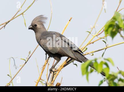Go-away-Bird gris, Corythaixoides concolor, alias. Gray Lourie, Gray Loerie ou Kwevegel, delta d'Okavango, Botswana Afrique. Oiseau africain. Banque D'Images