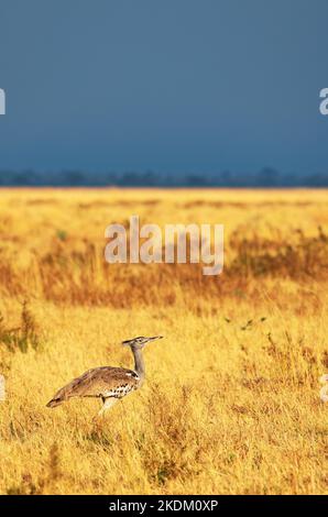 Kori Bustard, Ardeotis kori kori; oiseau adulte dans le paysage herbeuse du parc national de Chobe, Botswana Afrique. Animal au coucher du soleil. Oiseaux africains. Banque D'Images