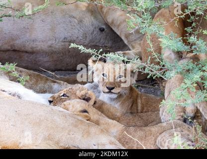 Lion cub Africa - 1-2 mois, oursons de lion, certains sucer de leur mère, Okavango Delta, Botswana Afrique Banque D'Images