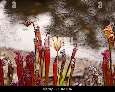 Illustration des pièges à tubes multicolores du jardin vivace plante de jardin carnivore Sarracenia × mitcelliana Mitchells plante pichet. Banque D'Images