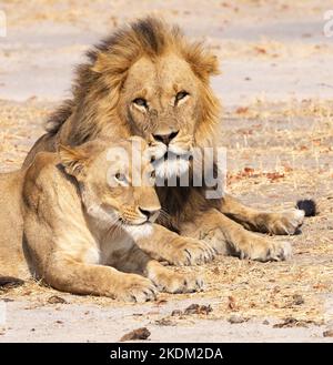 Lion, paire mâle et femelle, Panthera leo, Moremi Game Reserve, Okavango Delta, Botswana Africa. lion et lionne. Lions africains. Banque D'Images