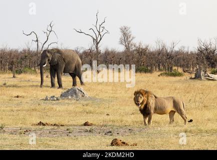 Paysage africain - avec lion mâle adulte et éléphant dans les prairies; parc national de Chobe, Botswana Afrique. Scène des animaux africains. Banque D'Images