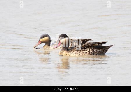 Une paire de Sarcelle à bec rouge, Anas erythrorhyncha, alias canard à bec rouge, delta d'Okavango, Botswana Afrique. Faune africaine, canards africains. Banque D'Images