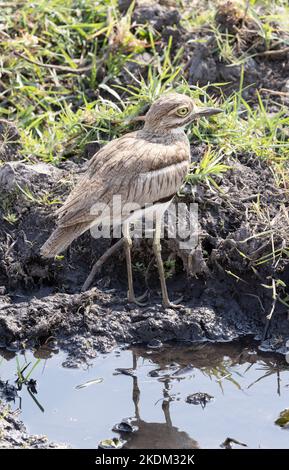 Eau genou épais, Burhinus vermiculatus, alias Water Dikkop, Moremi Game Reserve, delta d'Okavango, Botswana Afrique - oiseaux africains Banque D'Images