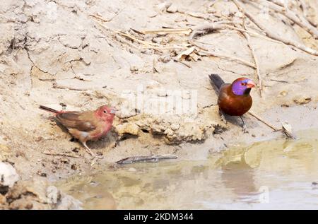 Oiseaux africains colorés dans un trou d'eau, parc national de Chobe, Botswana Afrique. Firefinch à bec rouge mâle (à gauche) et cirage à bec violet mâle (à droite) Banque D'Images