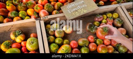 Main tenant la tomate fraîche mûre à l'élevage des fermiers marché produits de jardin pour la vente Banque D'Images