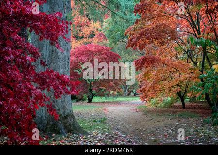 Acer arbres dans leurs couleurs de la saison d'automne Banque D'Images