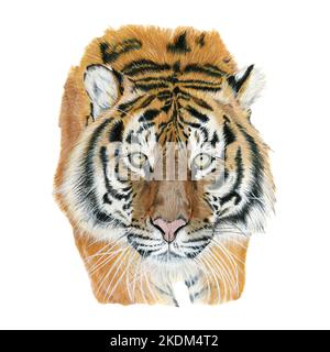 Tigre dessiné en aquarelle. Illustration du portrait sur fond blanc Banque D'Images