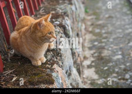 Chat tigré. Banque D'Images