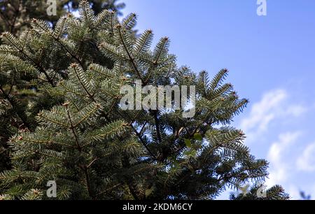 Branche de sapin en gros plan, sous la vue, fond bleu ciel, espace de copie. Aiguilles d'épinette, plante à feuilles persistantes, Grèce Banque D'Images