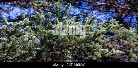 Branche de sapin en gros plan, sous la vue, aiguilles d'épinette, plante à feuilles persistantes, Grèce Banque D'Images