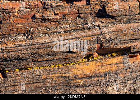 Lichen poussant sur le bois pétrifié de la forêt arc-en-ciel le long de la route des billes géantes, parc national de la forêt pétrifiée, Arizona, États-Unis Banque D'Images