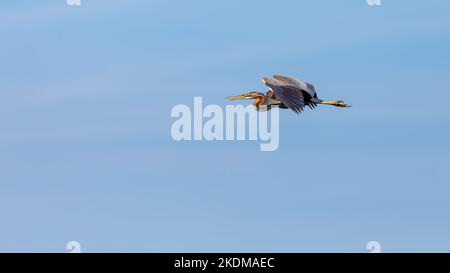 Un héron violet dans le désert du delta du Danube en Roumanie Banque D'Images