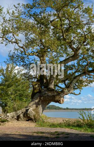 Un ancien chêne avec tronc gnarlé sur la rive d'un lac dans la région de Brenne, situé en France. Banque D'Images