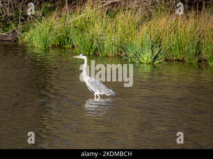 Ardea cinerea pêche dans un étang dans la réserve naturelle de Brenne en France. Banque D'Images