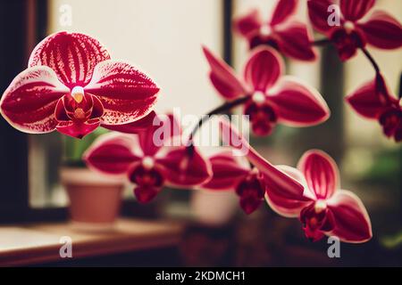 Vue rapprochée d'une belle plante miniature d'orchidée rouge de phalaenopsis en fleur. Banque D'Images