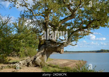 Un ancien chêne avec tronc gnarlé sur la rive d'un lac dans la région de Brenne, situé en France. Banque D'Images