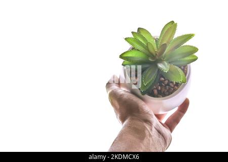 La main d'une femme tient un pot avec une plante. Gros plan d'un succulent vert dans un pot rond, mis en évidence sur un fond blanc isolé. Une maison à la mode avec des pierres de sable et un espace de copie. Haute qualité Banque D'Images