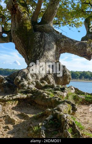 Un ancien chêne avec tronc gnarlé sur la rive d'un lac dans la région de Brenne, situé en France. Banque D'Images