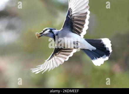 Blue Jay en vol transportant des cacahuètes heisted au Michigan, États-Unis. Banque D'Images