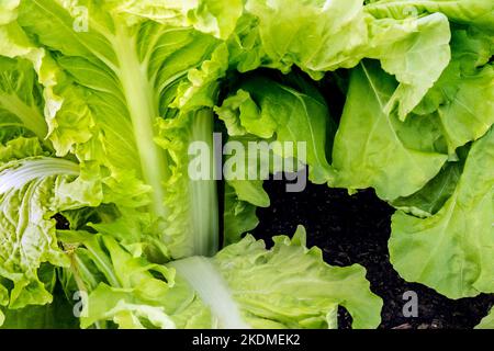 CHOU CHINOIS Tokyo Bekana également connu sous le nom de « vert de vitamine », un type distinct de chou chinois . Le Tokyo Bekana un chou à feuilles volantes, sans titre Banque D'Images