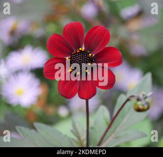 Dahlia 'Bishop of Auckland', close-up Banque D'Images