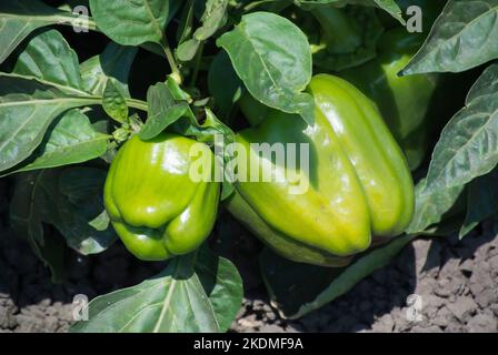 Les poivrons verts poussent dans le champ Banque D'Images