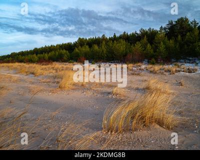 Plage de sable de la mer Baltique avec de l'agrass sec. Conifères verts. Banque D'Images