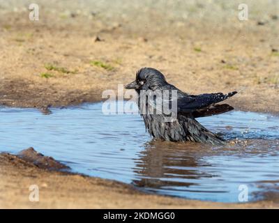 Corvus monedula choucas bathng sur les terres agricoles Banque D'Images