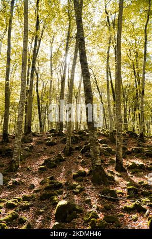 Forêt de hêtre en automne avec des feuilles jaunes tombant des arbres Banque D'Images