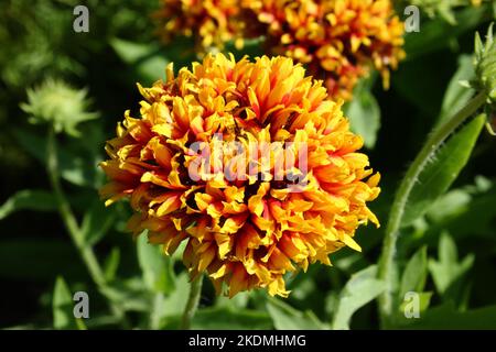 Fleur de couverture (Gaillardia pulchella 'Sundance Bicolor') Banque D'Images