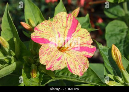 Marvel of Peru (mirabilis jalapa 'mélange de billes') Banque D'Images