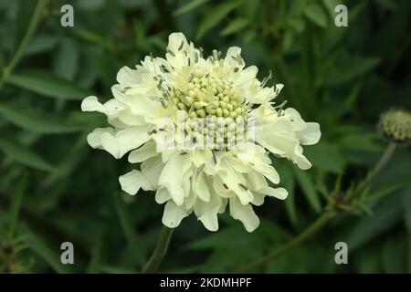 Fleur de la cabale géante (Cephalaria gigantea) Banque D'Images