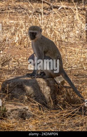 Une femelle vervet monky allaitant son bébé à l'ombre dans le parc national de Tarangire en Tanzanie. Banque D'Images