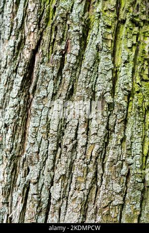 Texture de relief de l'écorce verte d'un arbre gros plan Banque D'Images