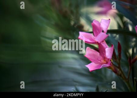 Branche d'oléander en fleur vue de près Banque D'Images