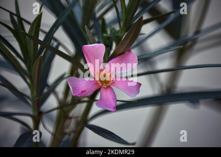 Branche d'oléander en fleur vue de près Banque D'Images