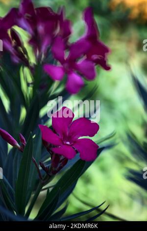 Branche d'oléander en fleur vue de près Banque D'Images