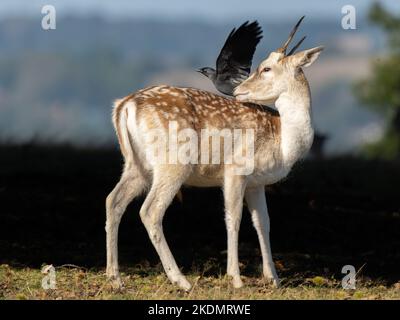 Jeune femme Deer Hind avec un Jackdaw Banque D'Images