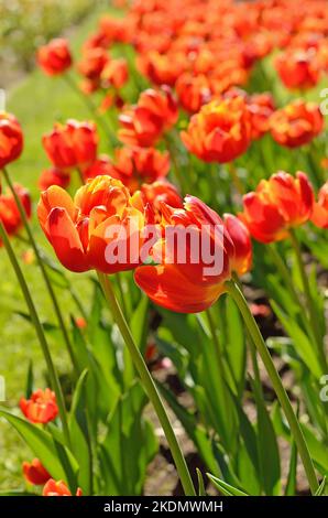 Tulipes rouges sur la prairie, vue rapprochée, accent sur la fleur à l'avant Banque D'Images
