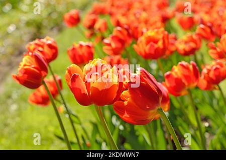 Tulipes rouges sur la prairie, vue rapprochée, accent sur la fleur à l'avant Banque D'Images