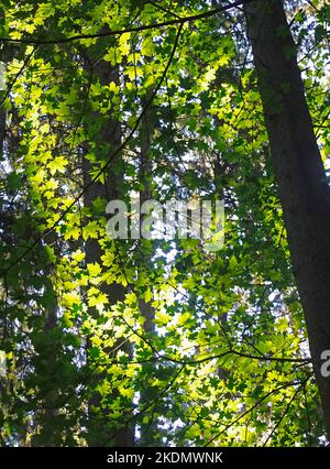 couvert forestier Banque D'Images