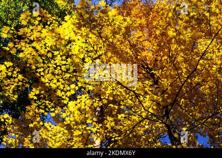 Forêt dans le sud-est du Michigan Banque D'Images