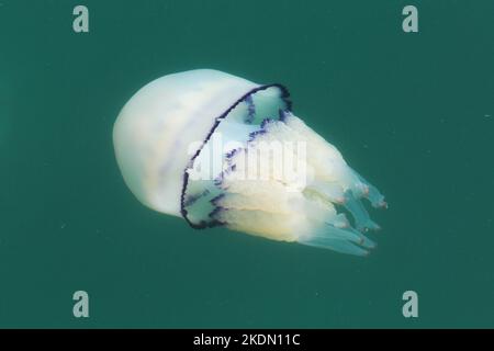 Méduses près de la surface le long du terminal des bateaux de croisière à Trieste, Italie. Banque D'Images