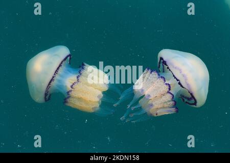 Méduses près de la surface le long du terminal des bateaux de croisière à Trieste, Italie. Banque D'Images