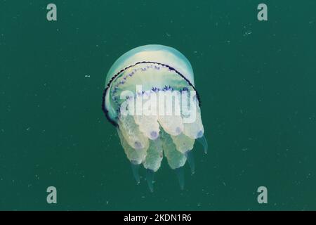 Méduses près de la surface le long du terminal des bateaux de croisière à Trieste, Italie. Banque D'Images