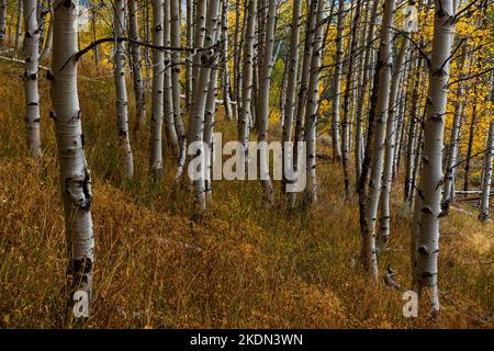 L'automne s'étend le long du sentier Marshall Lake Trail dans les Sawtooth Mountains de l'Idaho Banque D'Images