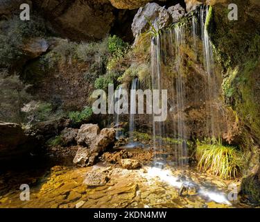 Cascade dans la forêt enchantée, Heaphy Track, parc national de Kahurangi, région de Tasman Nelson, île du sud, Aotearoa / Nouvelle-Zélande. Banque D'Images