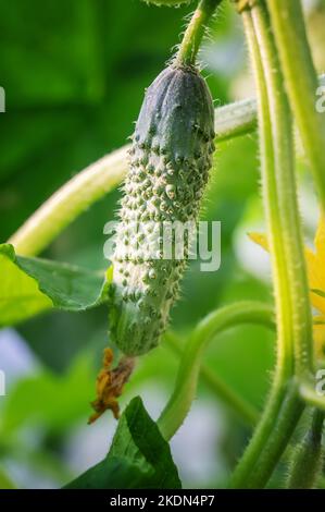 Petit concombre avec fleur jaune et tendriles gros plan sur le lit de jardin. L'ovaire du concombre, le jeune concombre dans le jardin. Fleurs jaunes Banque D'Images